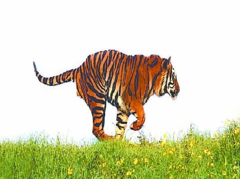 tiger